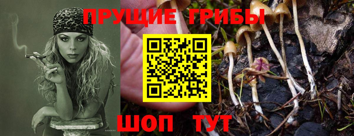 Кизляр  Галлюциногенные грибы Cubensis  Вход с VPN 